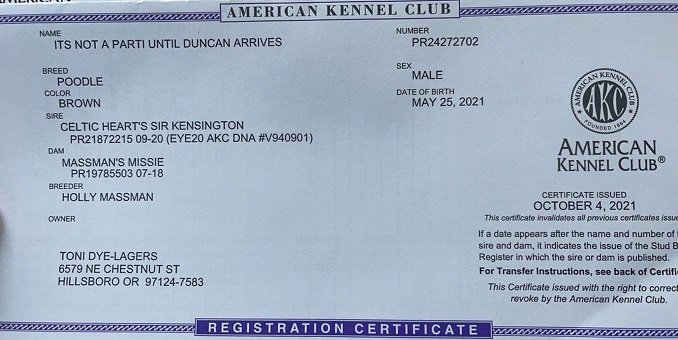 Jaxon's AKC Registration